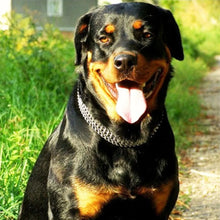 Load image into Gallery viewer, Titan Chain Collar