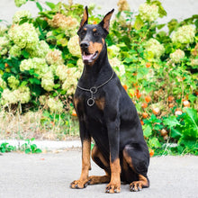 Load image into Gallery viewer, Durable Dog Chain Collar Solid Snake P Chock Collars Leash Strong Training Choker For Small Mudium Large Dogs K9 Labrador