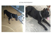 Load image into Gallery viewer, Titan Chain Collar
